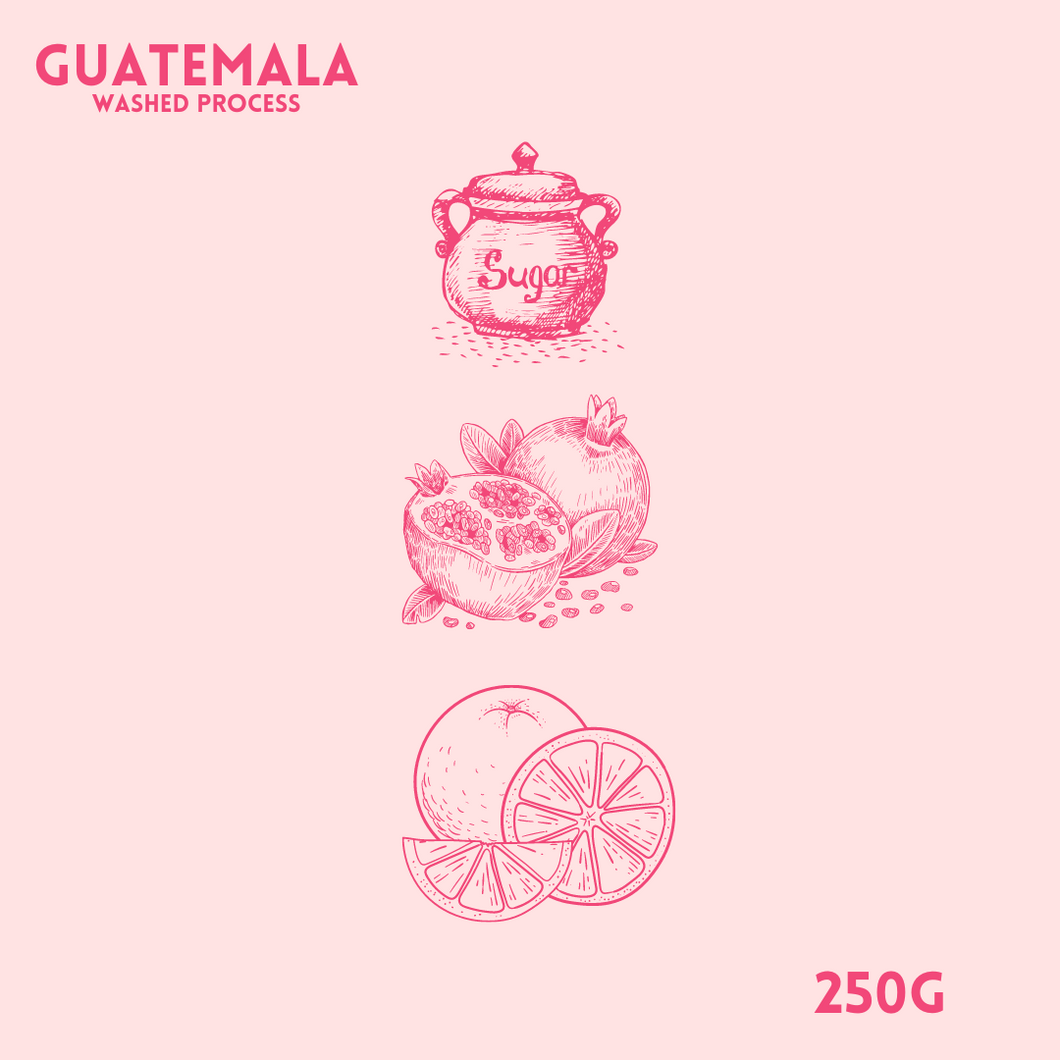 Guatemala Quiché Washed Process 250g